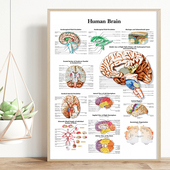 英文人体医学解说图装 饰画脊神经大脑结构图挂画医院诊所墙壁画