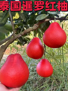 2025新款沙田柚苗嫁接纯甜柚树苗当年结果北方南方种植