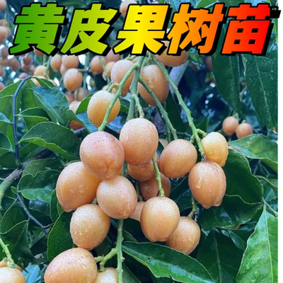 广西黄皮果树果苗纯甜鸡心贵妃无核黑金带土带叶盆地庭院阳台可种