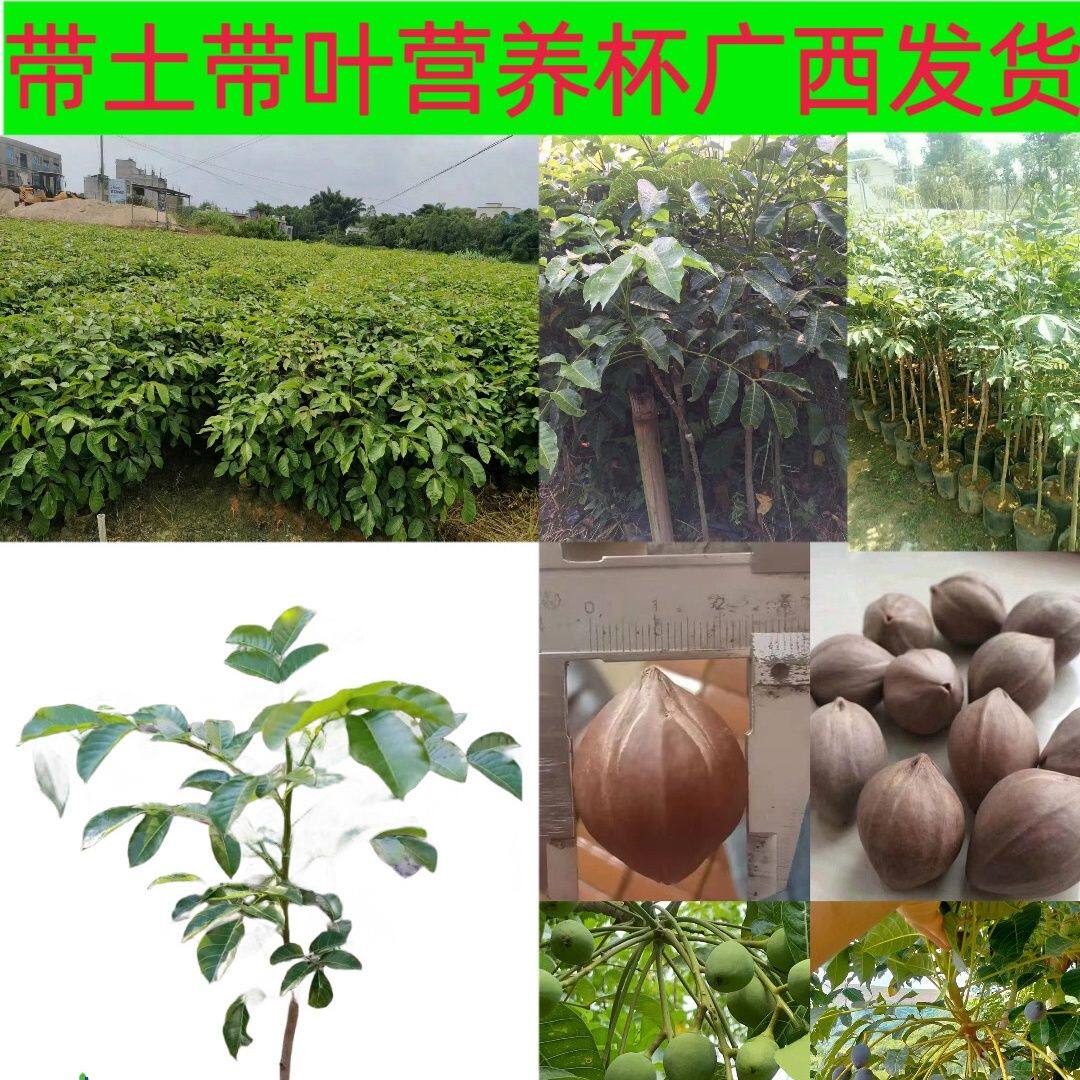 高产西山榄苗嫁接黑榄树苗工艺榄树苗乌榄苗大四花工艺榄油榄树苗
