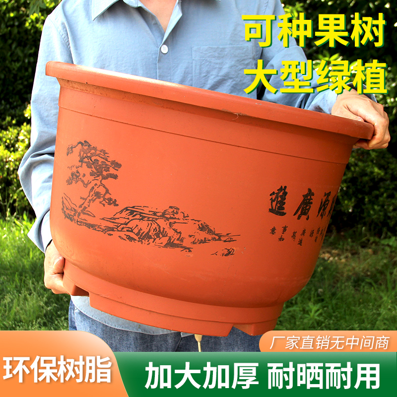 水培无孔红色大号荷花塑料