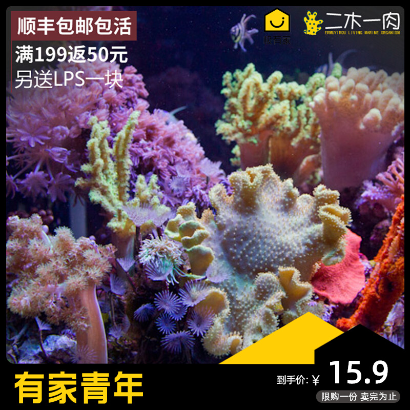 随机1种麦穗圣诞树类珊瑚 海水水族活体 lps 活珊瑚 顺丰包邮包活