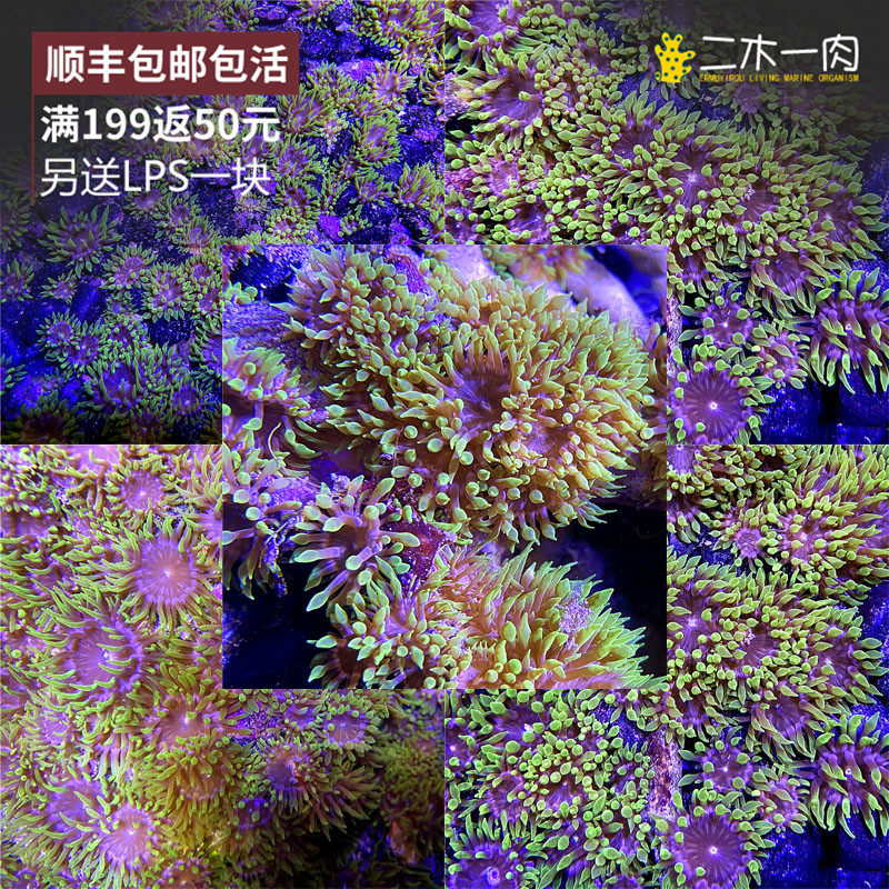 【50个】迷你马加侬荧光绿海葵马伽侬纽扣小海葵活体软体lps珊瑚