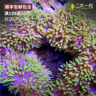 荧光绿海葵纽扣海葵活体软体lps海水鱼珊瑚 马伽侬小海葵 50个