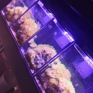 马伽侬海葵缸Q1pro迷你缸桌面缸海水缸珊瑚缸恒温定时灯光带补水