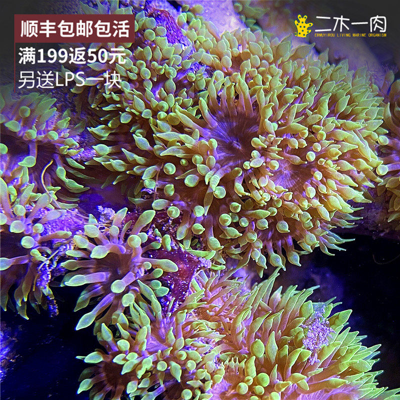迷你海葵新手好养无需喂食生长快