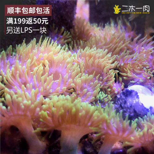 二木一肉马伽侬海葵海水珊瑚