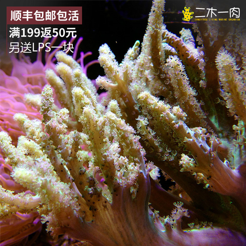 随机1种手指皮 麦穗 圣诞树珊瑚 海水生物 lps活体珊瑚二木一肉