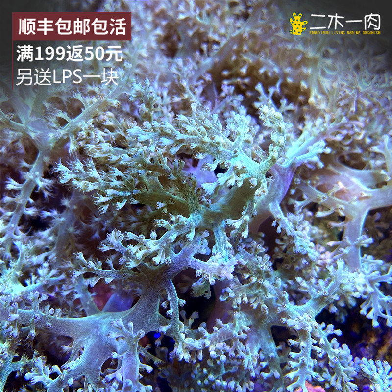日本圣诞树 软体珊瑚 海水生物 活体珊瑚 lps 日本麦穗 顺丰包邮