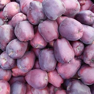 新鲜甘肃天水花牛苹果元 水果 帅软糯沙粉面香甜红果蛇老人孕妇应季