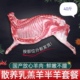 新鲜鲜冻羊肉40斤羊排羊腿多肉散养羊蝎子羊后腿羊前腿羊肋排20斤