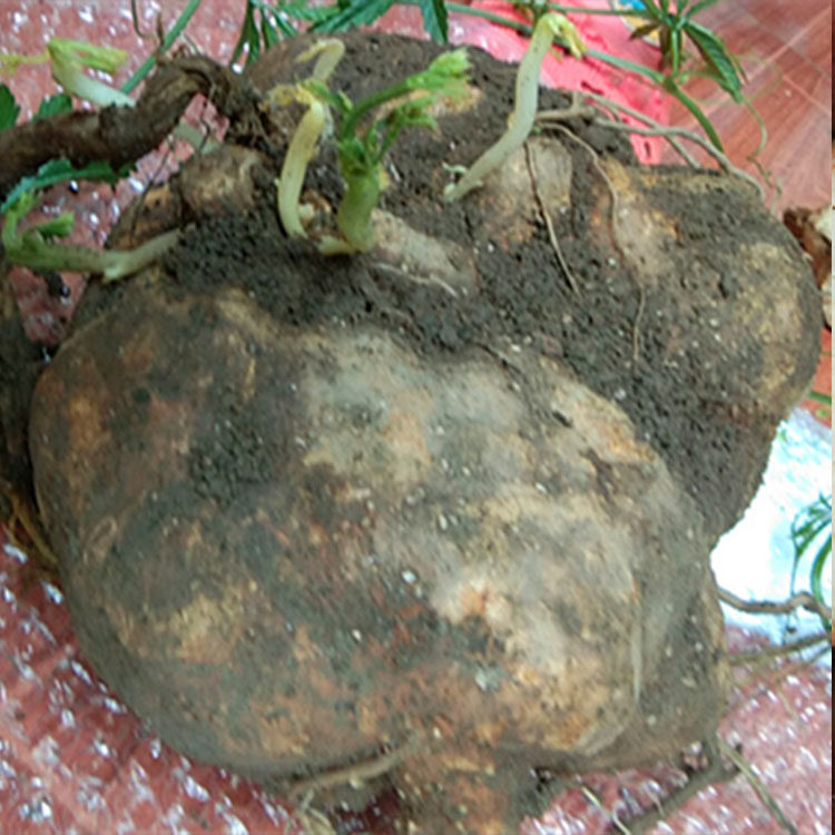 贵州野生中草药材新鲜雪胆苦金盆 曲莲罗锅底蛇莲金龟莲 500g包邮