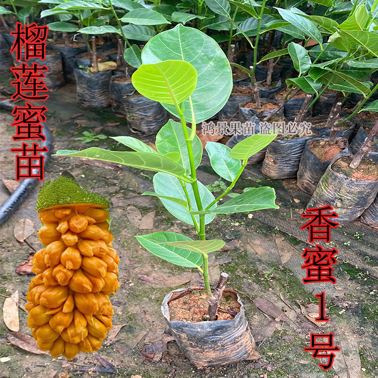 榴莲蜜果树苗南方种植