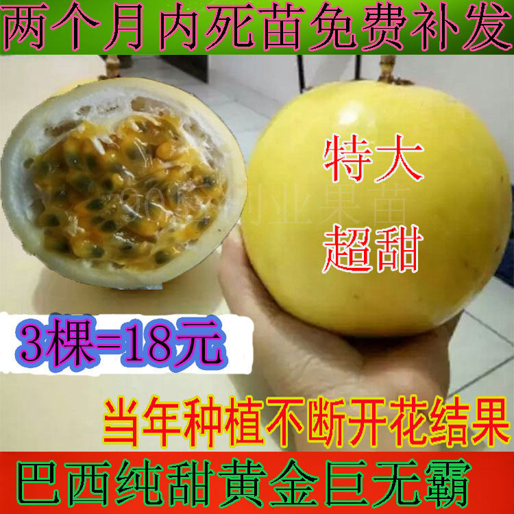 四季特大巴西百香果苗新品种