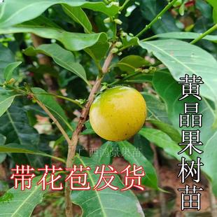 黄晶果树苗正品四季奶香黄晶6号黄宝石冬蜜嫁接苗南方种 当年结果
