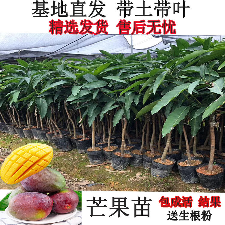 芒果树苗嫁接四季种植当年结果