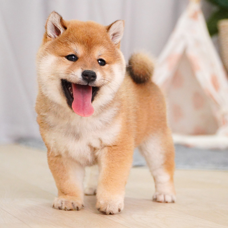 柴犬幼犬纯种双血统宠物狗活体公母赤柴黑白色豆柴秋田犬赛级犬