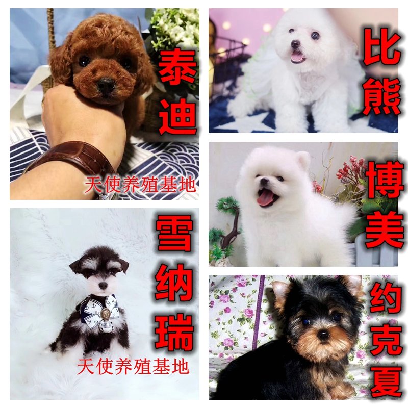 热销比熊犬雪纳瑞犬灰泰迪犬博美犬俊介犬约克夏幼犬活体纯种AASS