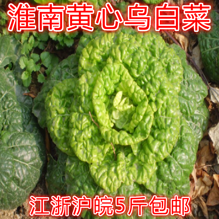 多地包邮 淮南本地 新鲜黄心乌白菜黄心青菜农家自种无农药蔬菜