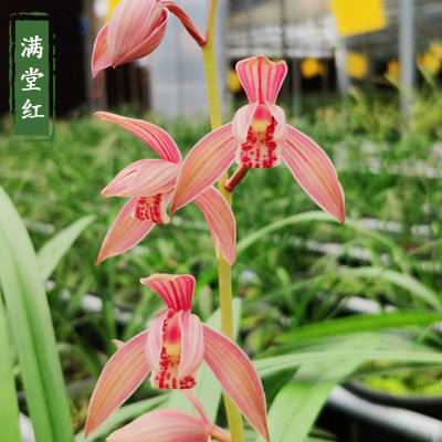 满堂红兰花夏秋花期浓香四季建兰八大名品正品对半苗