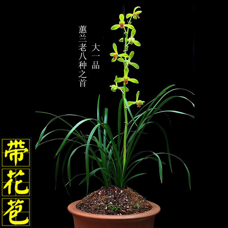 蕙兰 老种大一品兰花苗带花苞浓香型老八种惠兰国兰盆栽好养