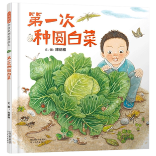 第一次种圆白菜精装绘本图画书认识圆白菜和它身边动植物生态系统的生态教育自然绘本适合4岁5岁6岁7岁儿童阅读启发正版童书