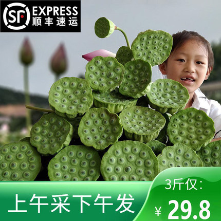 顺丰包邮现摘现发新鲜莲蓬湖南特产生吃莲子煮粥当季水果蔬菜2026