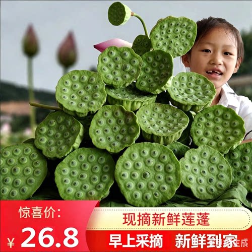顺丰包邮现摘现发湖南新鲜莲蓬生吃炒菜煲汤莲子莲心苦3斤装