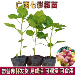 广西七彩椒苗五彩椒树苗阳台观赏盆栽四季种植灯笼椒苗可食用泡椒