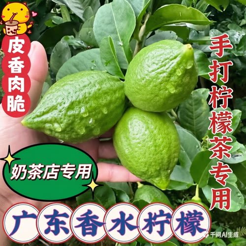 广东香水新鲜手打柠檬奶茶店专用