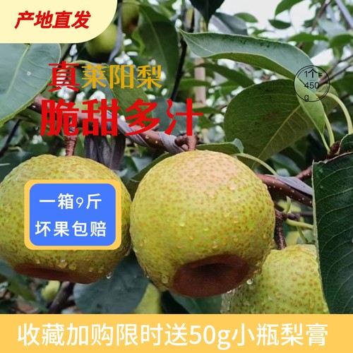 十月一日开园售卖正宗山东莱阳梨当梨新鲜水果慈梨脆甜多汁贡梨