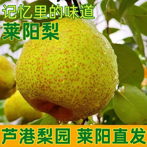 正宗山东莱阳梨超甜水多贡梨