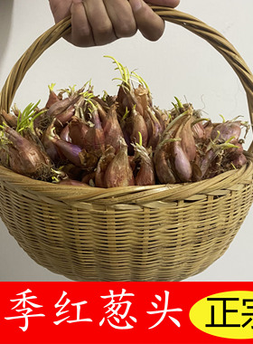 葱头香葱种红种盆栽阳台室内外种植四季食用小葱火葱种子蔬菜种籽
