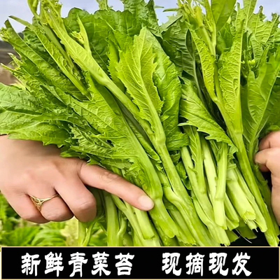 新鲜青菜苔农家冲菜苔青菜苔露天冲鼻菜辣菜苔芥菜苔现摘现发