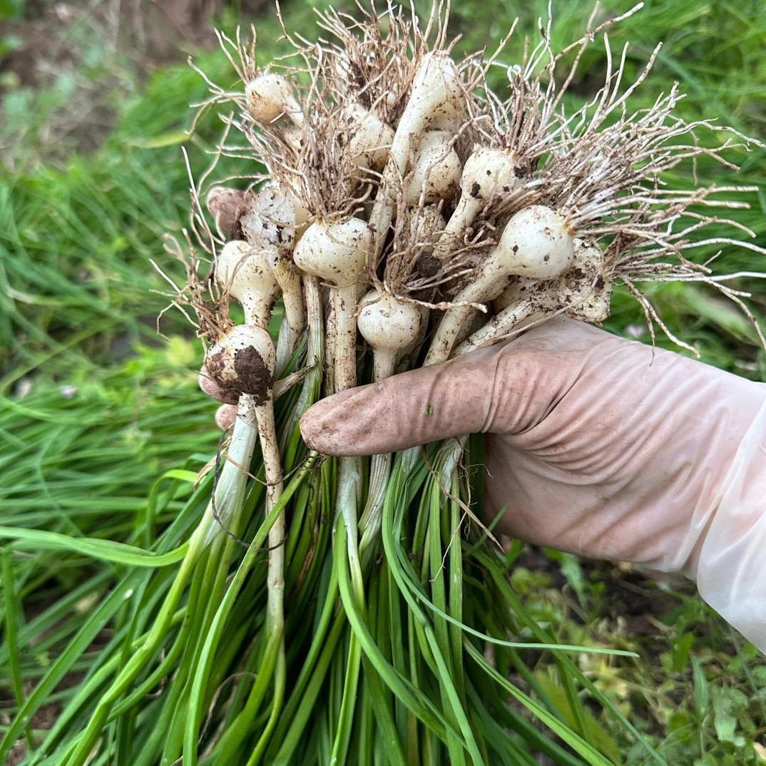 贵州新鲜野葱深山小根蒜沙葱当季蔬菜野生葱百香葱苦藠头薤白