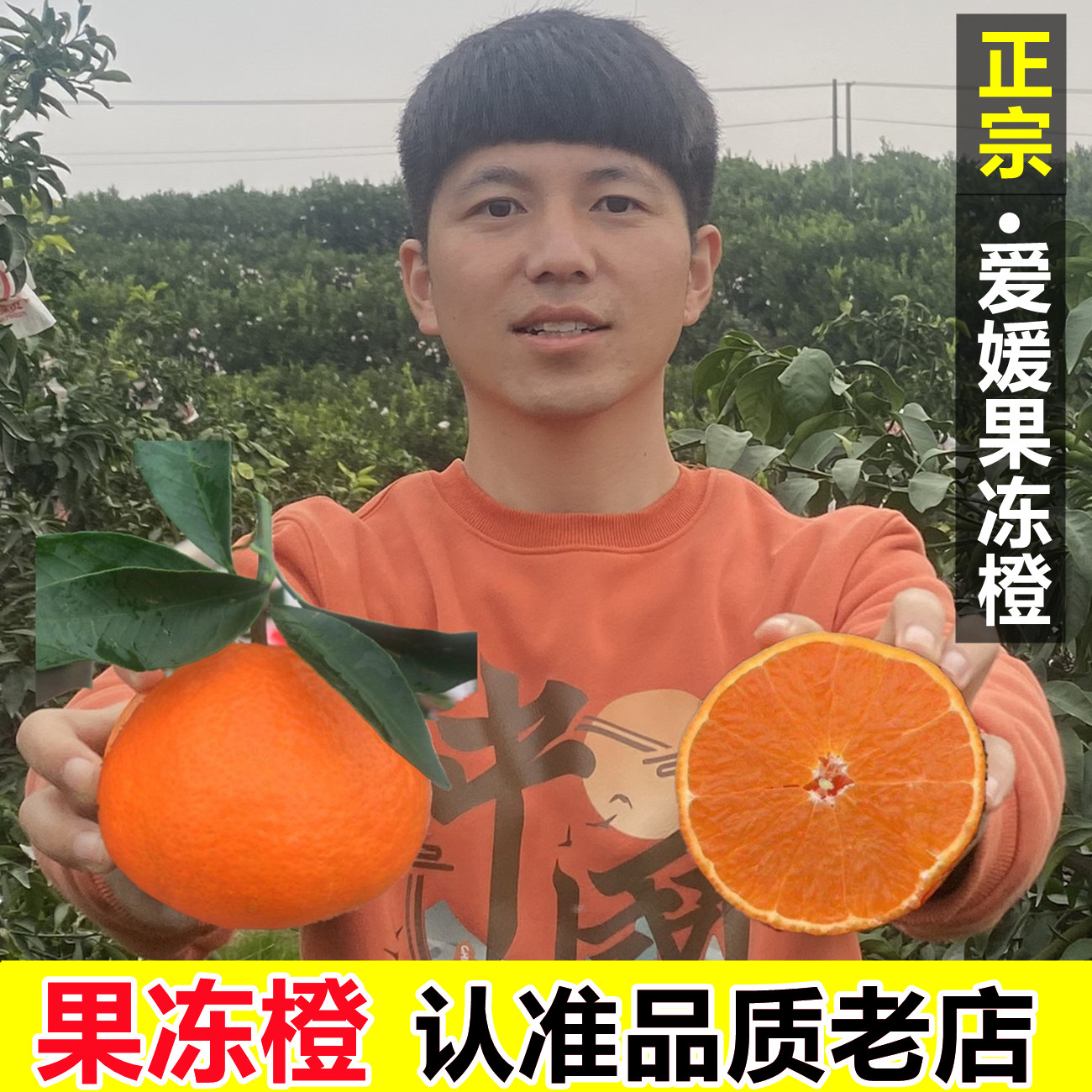 正宗四川爱媛38号果冻橙