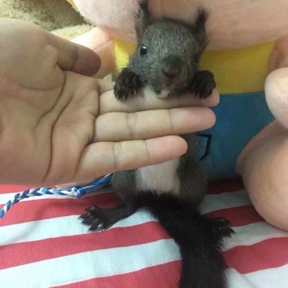 宠物鼠松幼崽活物儿童宠物幼崽幼崽温顺好养网红松魔王鼠活体包邮