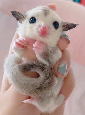 澳洲蜜袋鼯活宠幼崽蜜袋鼬活体口袋小宠物网红小型飞鼠宠物包邮