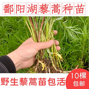 江西鄱阳湖红藜蒿苗野生芦蒿种苗 芦蒿根茎柳蒿种子苗多年生蔬菜