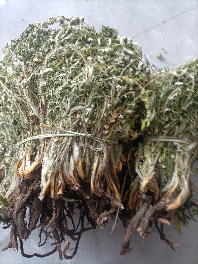 贵州野生天青地白黔东南原生态自然晒干无硫薰翻白草500克