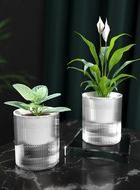 懒人绿萝植物自动吸水花盆透明水培器皿塑料玻璃水养花瓶绿箩专用