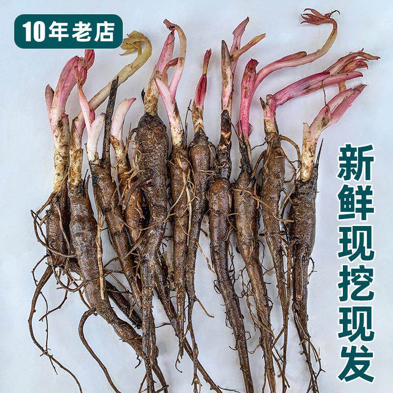 芍药苗药用白芍根块芍药花野芍药耐寒花卉阳台庭院四季盆栽中药材