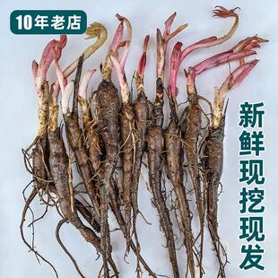 芍药苗药用白芍根块芍药花野芍药耐寒花卉阳台庭院四季盆栽中药材