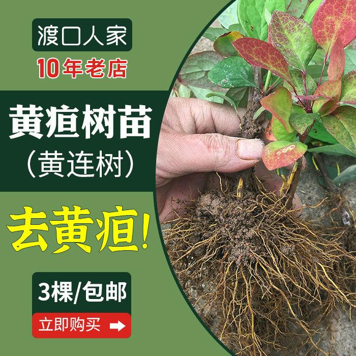 黄疸树苗新鲜黄丹果树黄胆树茎干叶根刺黄连树种子三颗针庐山小檗
