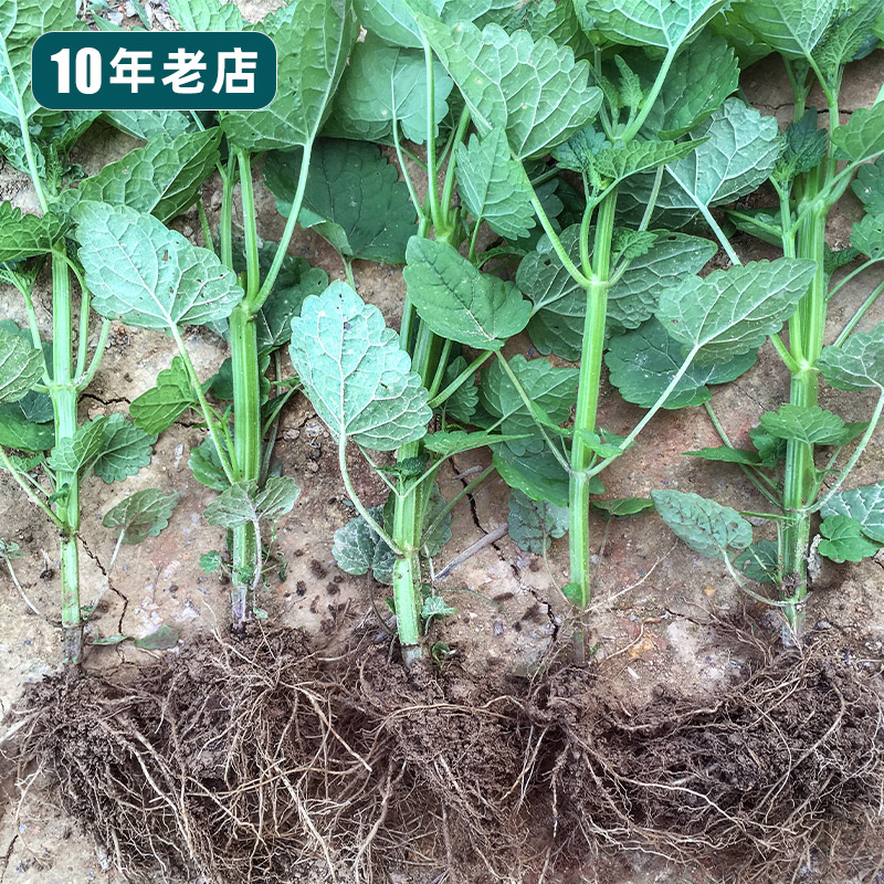 藿香正气草苗甜罗勒苗藿香苗种子大叶九层塔霍香草家庭常备草药苗