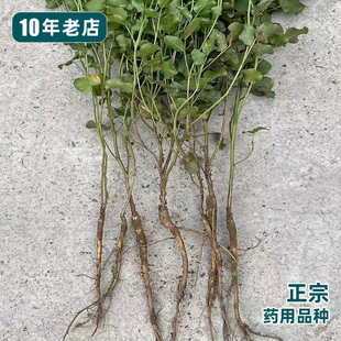 药用甘草苗新鲜现挖野草甜根子正宗红皮甘草种籽阳台盆栽中药材苗