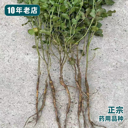 正宗药用甘草苗，新鲜现挖可盆栽