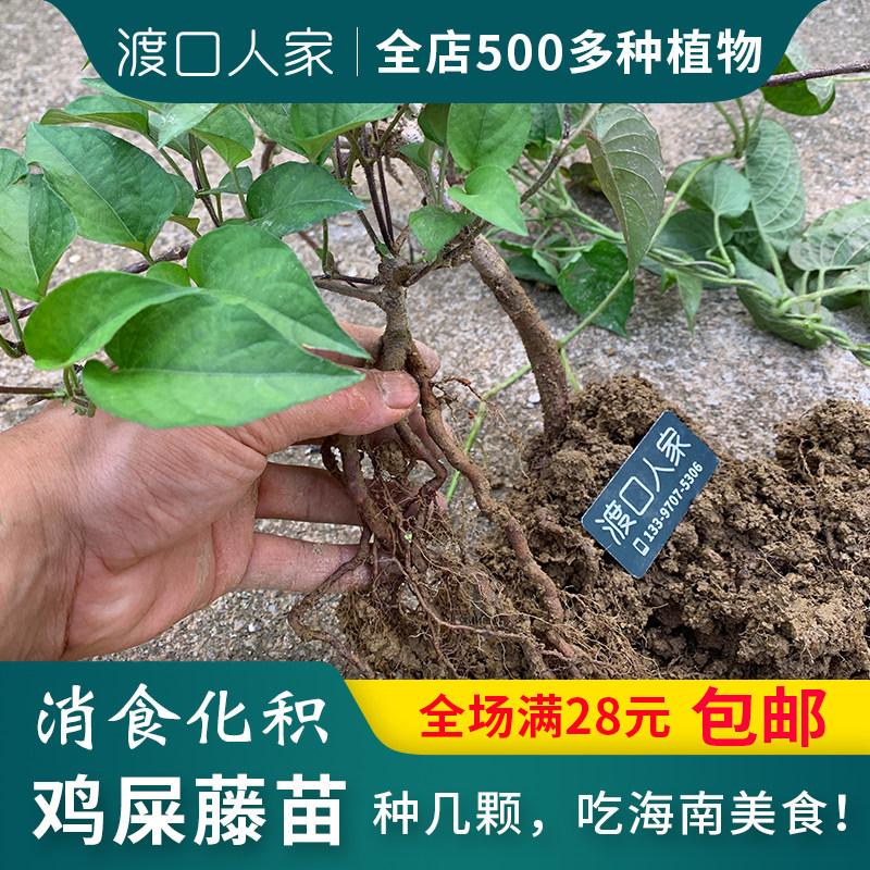 鸡藤苗海南特产树苗儋州臭屁藤新鲜鸡藤叶臭藤苗大叶鸡矢藤苗