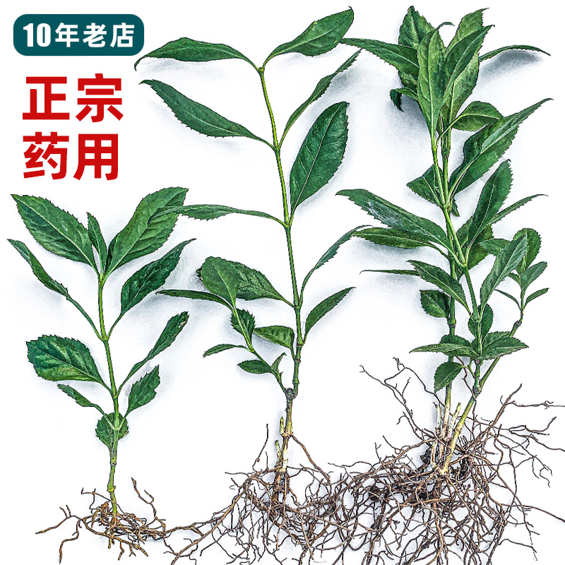 正宗药用草珊瑚苗，苗圃现挖发货