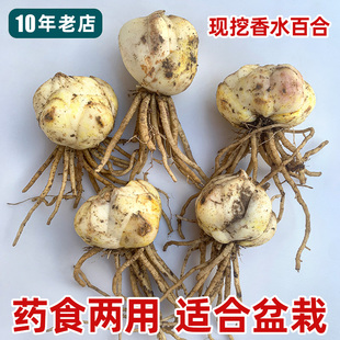 药用百合种球食用百合花苗香水百合室内阳台盆栽花卉四季易活易种